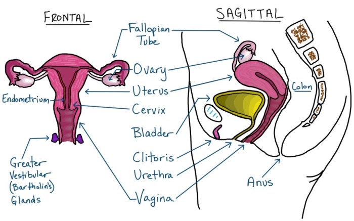 Label the female reproductive system quiz