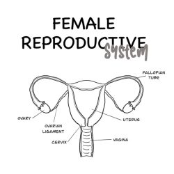 Reproductive systems worksheets