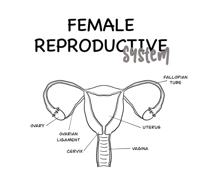 Reproductive systems worksheets