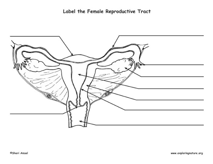 Label the female reproductive system quiz