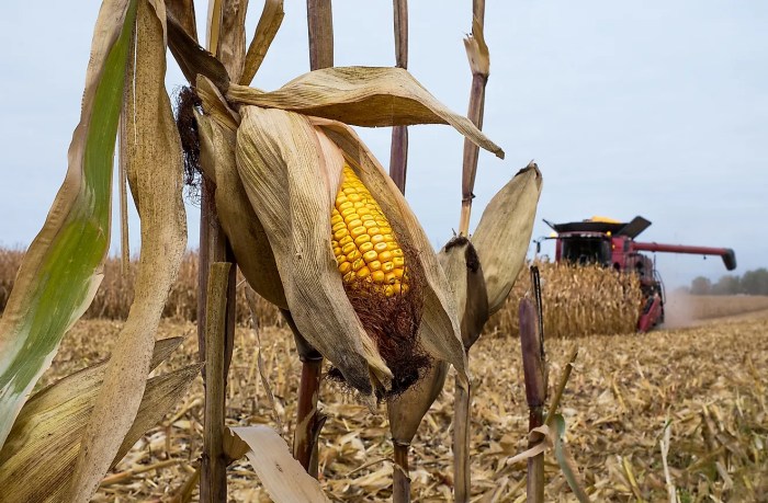 The corn was invented in 1850