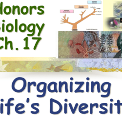 Organizing life's diversity 17.1 answer key