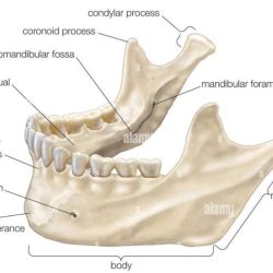 Label the female perineum using the hints provided