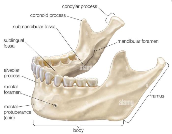 Label the female perineum using the hints provided