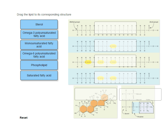 Drag the lipid name to its corresponding structure.